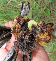 Aceria aloinis