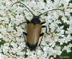 Trigonarthris