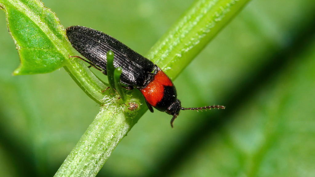 Ampedus sinuatus