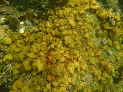 Colpomenia tuberculata