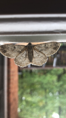 Hypomecis punctinalis