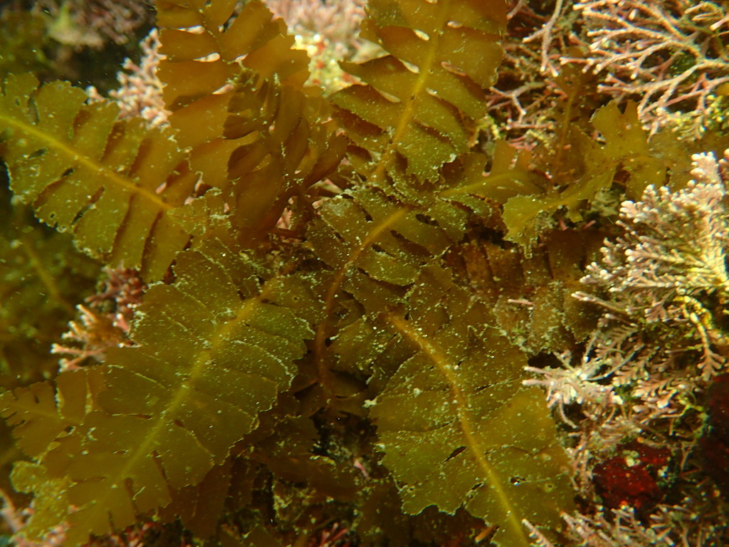 Photo of Horner's Sargassum (Sargassum horneri)