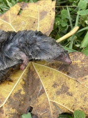 Blarina brevicauda
