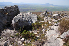 Pelargonium cucullatum strigifolium