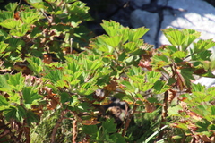 Pelargonium cucullatum strigifolium