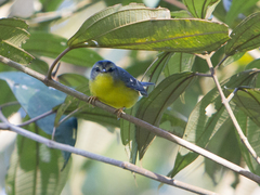 Basileuterus culicivorus