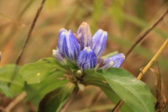 Gentiana austromontana