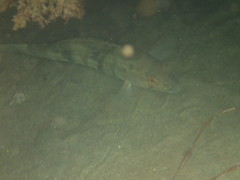 Paralabrax nebulifer