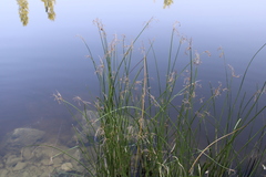 Schoenoplectus litoralis