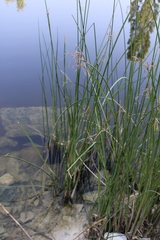 Schoenoplectus litoralis