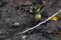 Motacilla cinerea cinerea