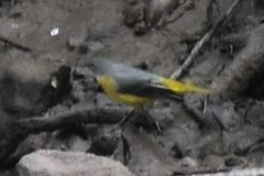 Motacilla cinerea cinerea