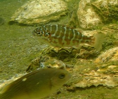 Kyphosus azureus