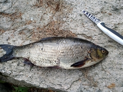 Leuciscus idus