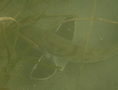 Menticirrhus undulatus
