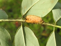 Lepidoptera