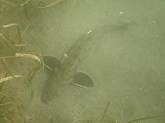 Menticirrhus undulatus