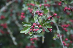 Crataegus