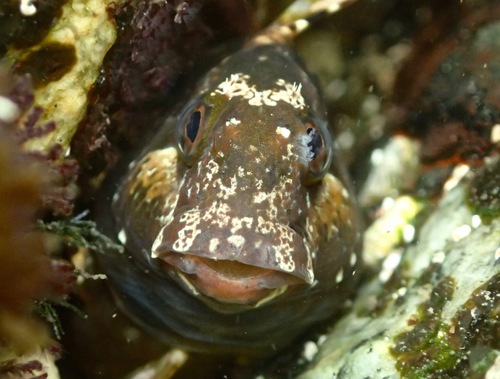 Bay Blenny