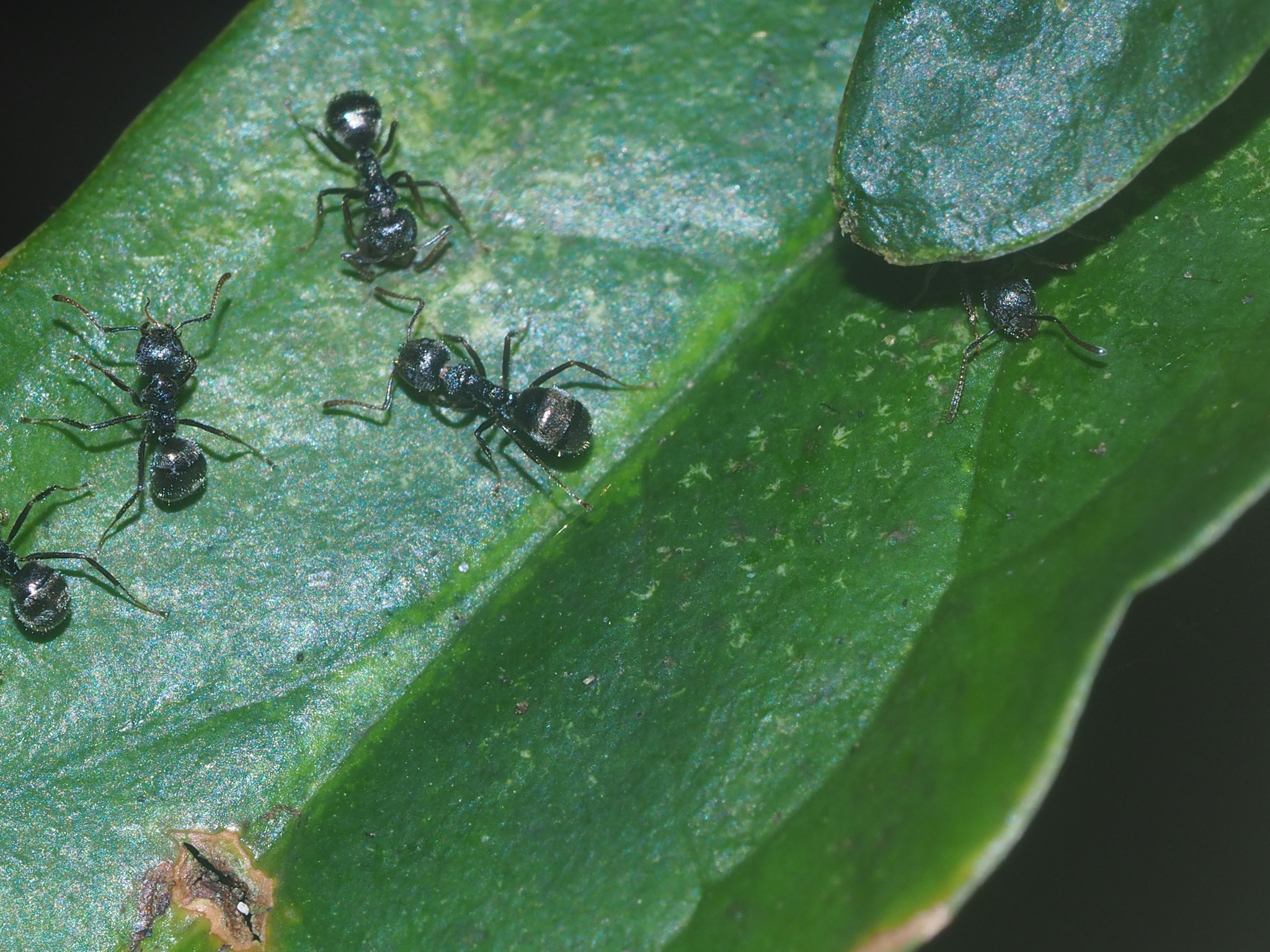 Dolichoderus
