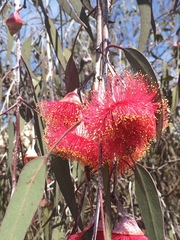 Eucalyptus caesia