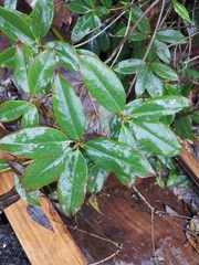 Rhododendron ovatum