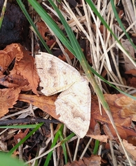 Camptogramma bilineata