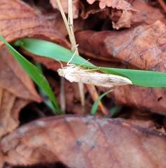 Camptogramma bilineata