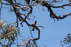 Falcunculus leucogaster