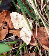 Camptogramma bilineata