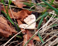 Camptogramma bilineata