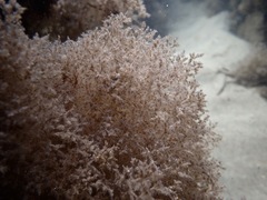 Amathia verticillata