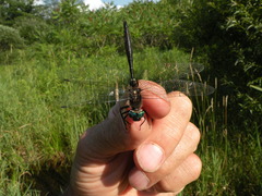 Somatochlora elongata