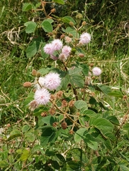 Mimosa albida