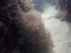 Amathia verticillata