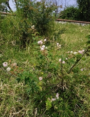 Mimosa albida