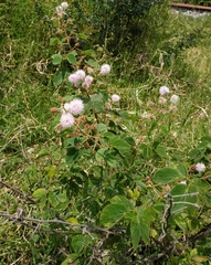 Mimosa albida