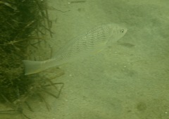 Umbrina roncador