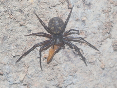 Cebrenninus
