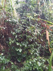 Rhododendron latoucheae