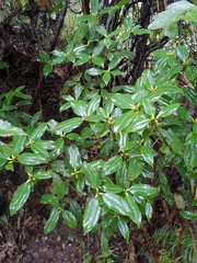 Rhododendron latoucheae