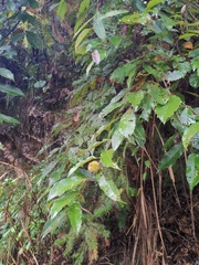 Castanea seguinii