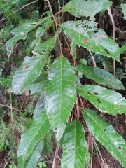 Castanea seguinii