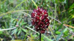 Triantha occidentalis occidentalis