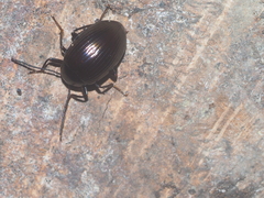 Amarygmus metallicus