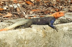 Agama picticauda