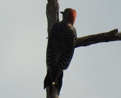 Melanerpes carolinus