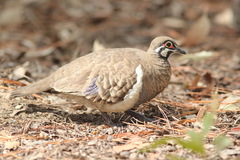 Geophaps scripta