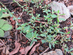Polygonum achoreum