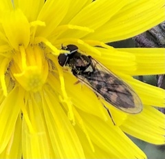 Meliscaeva auricollis